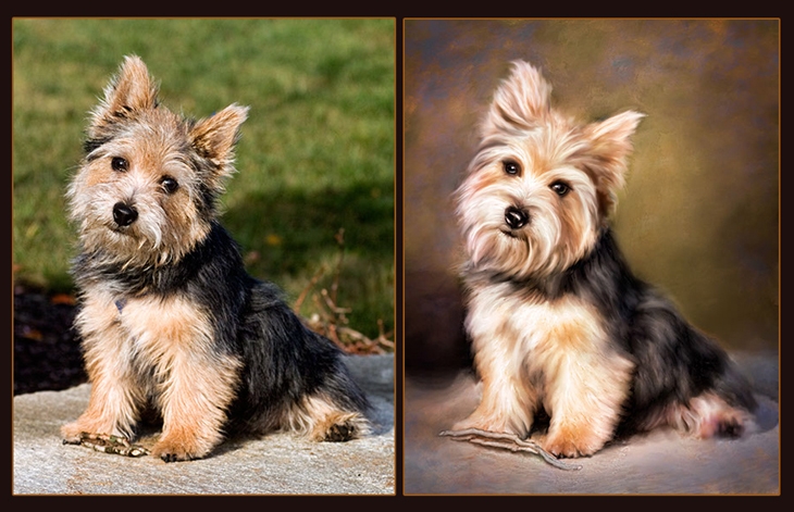 pets-002-730x471