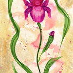 W Iris Red